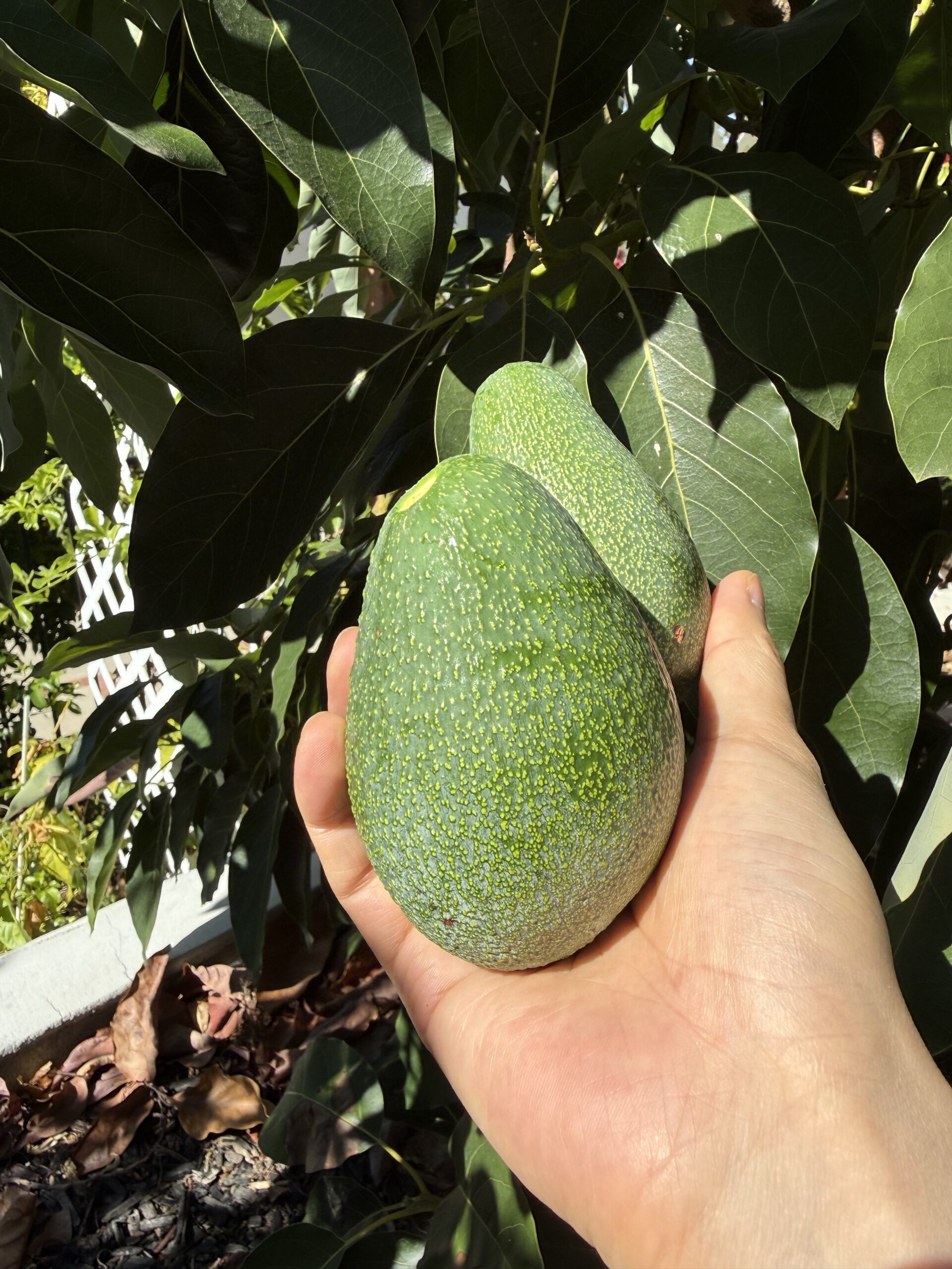 富尔特牛油果