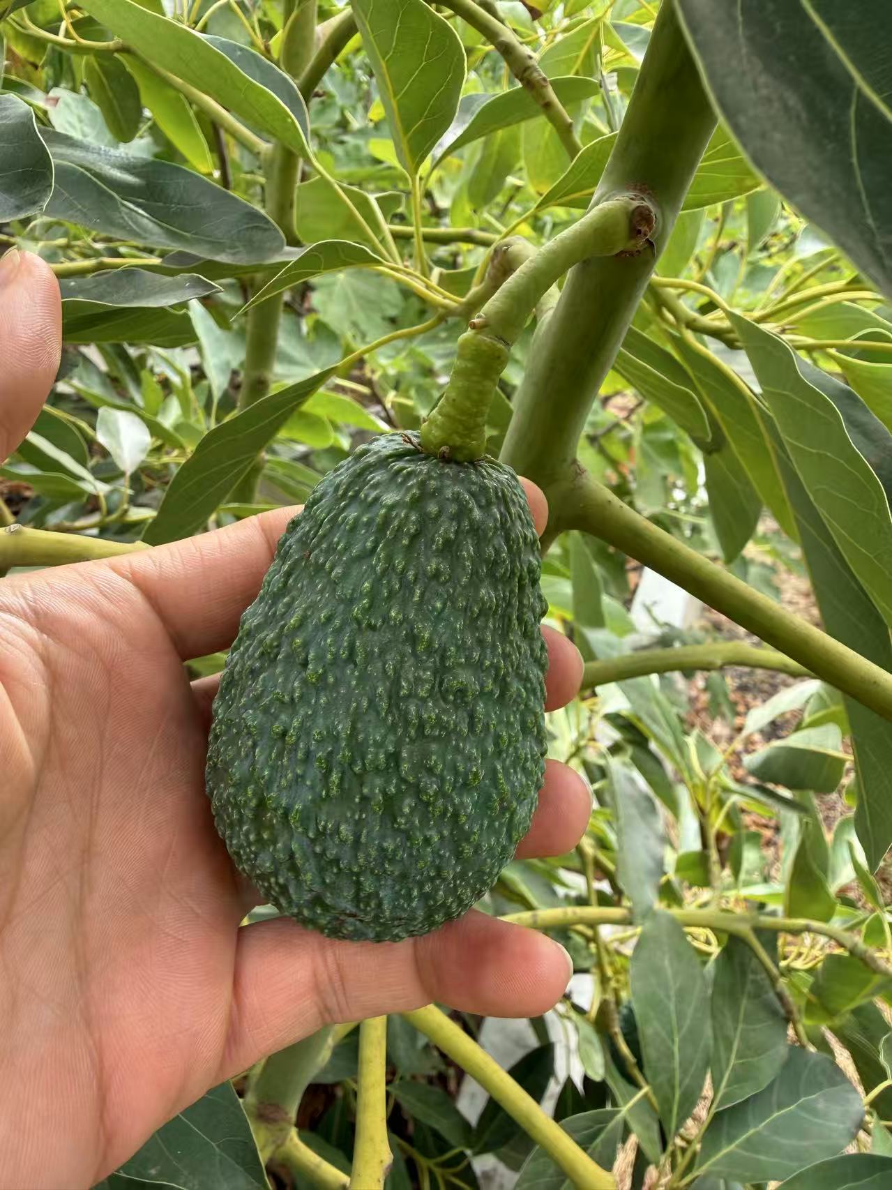 Hass Avocado