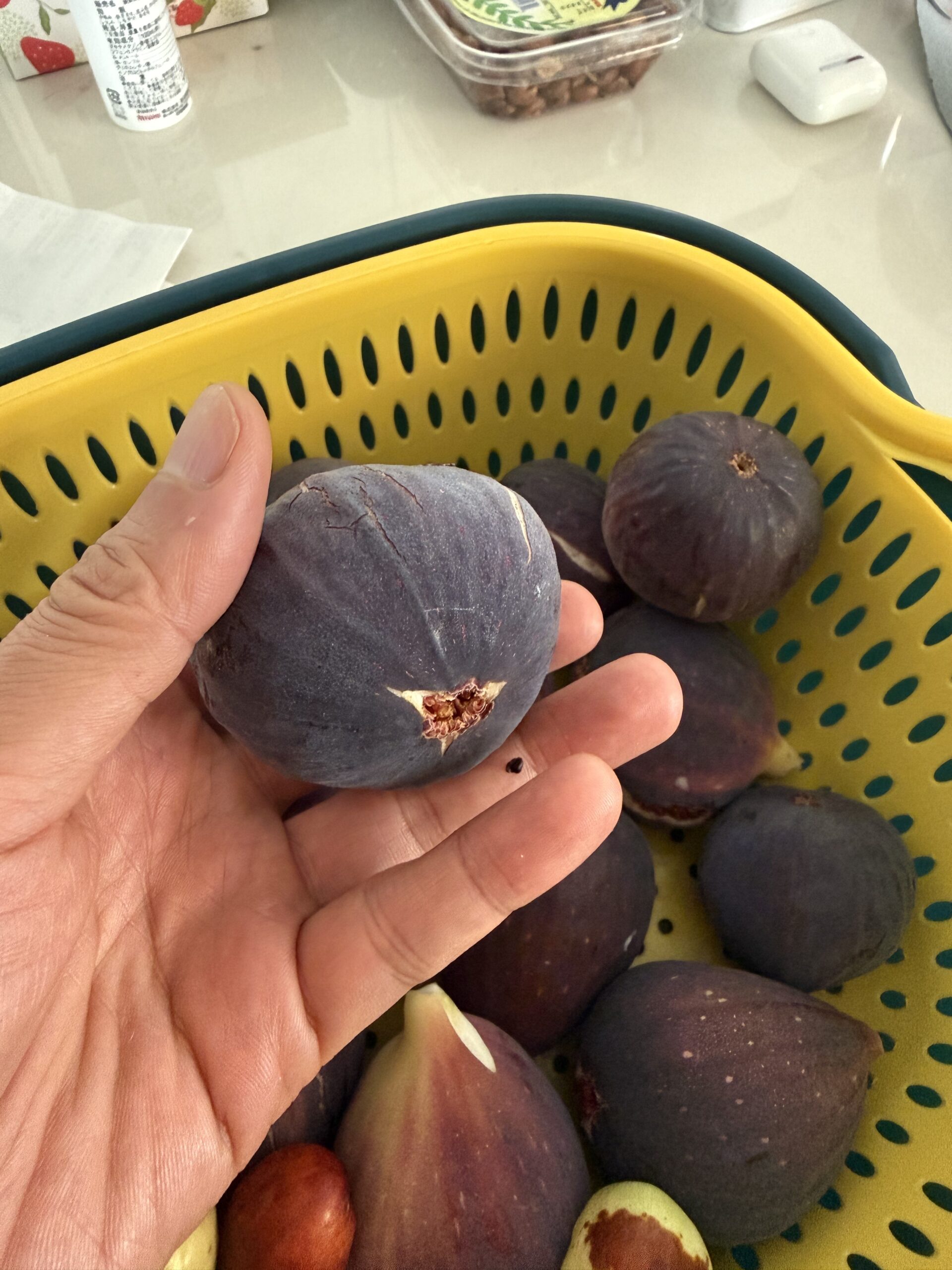 黑传教士无花果