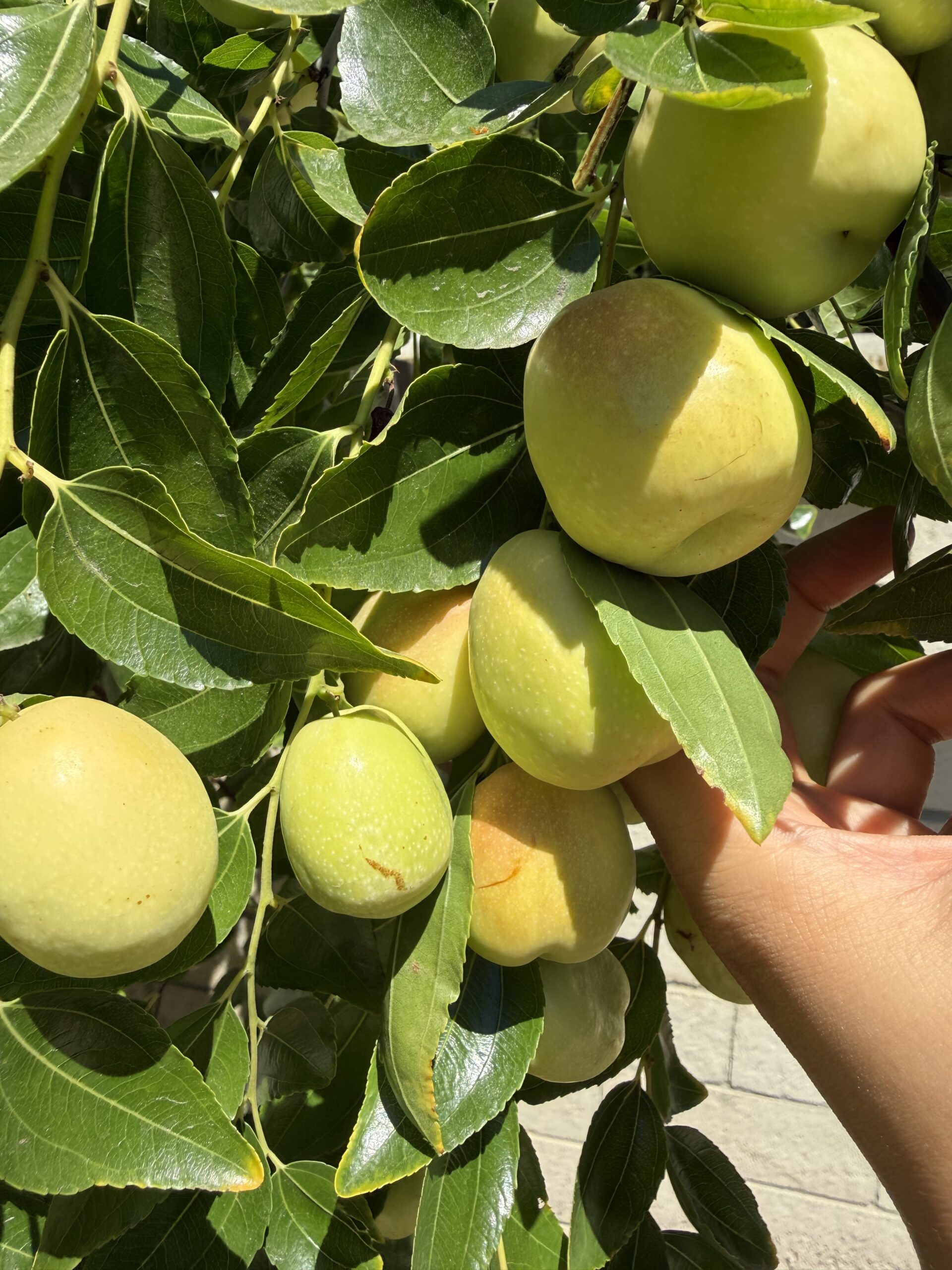 山西梨枣