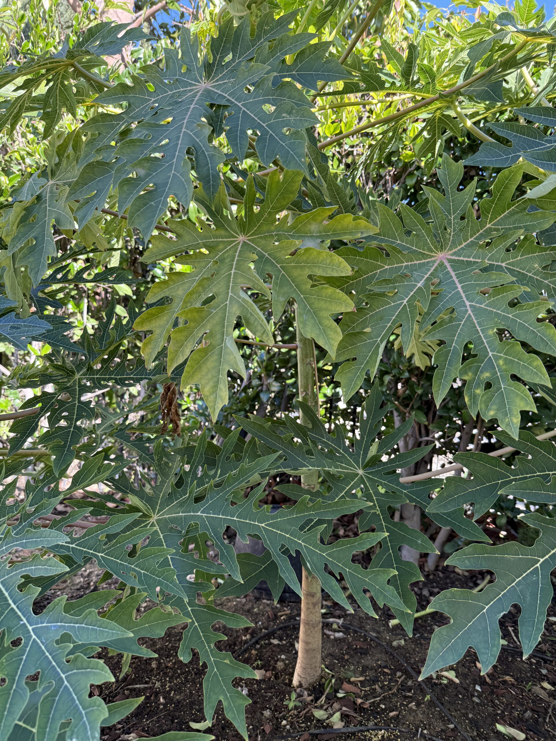 琳达木瓜