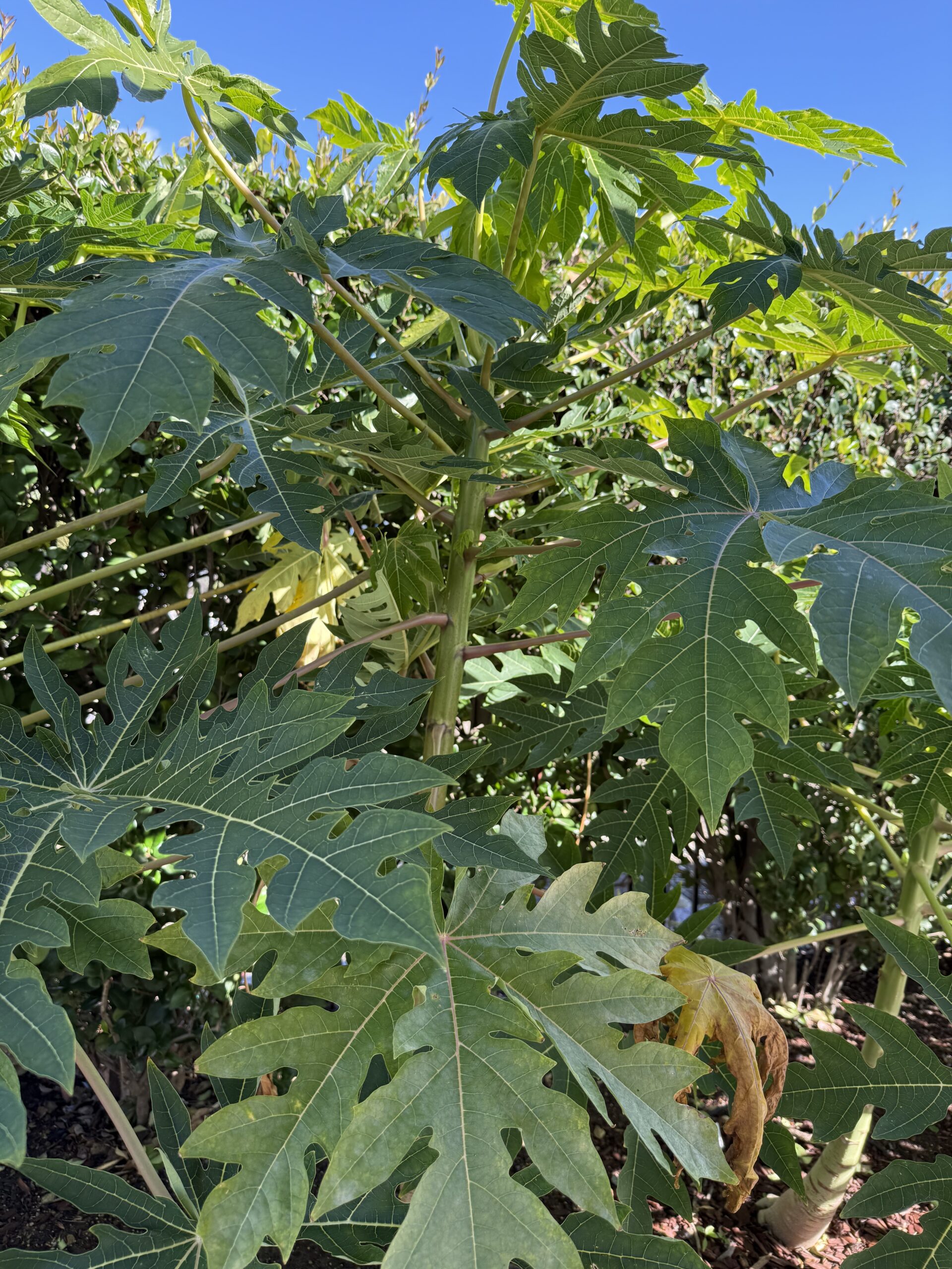 Waimanalo木瓜