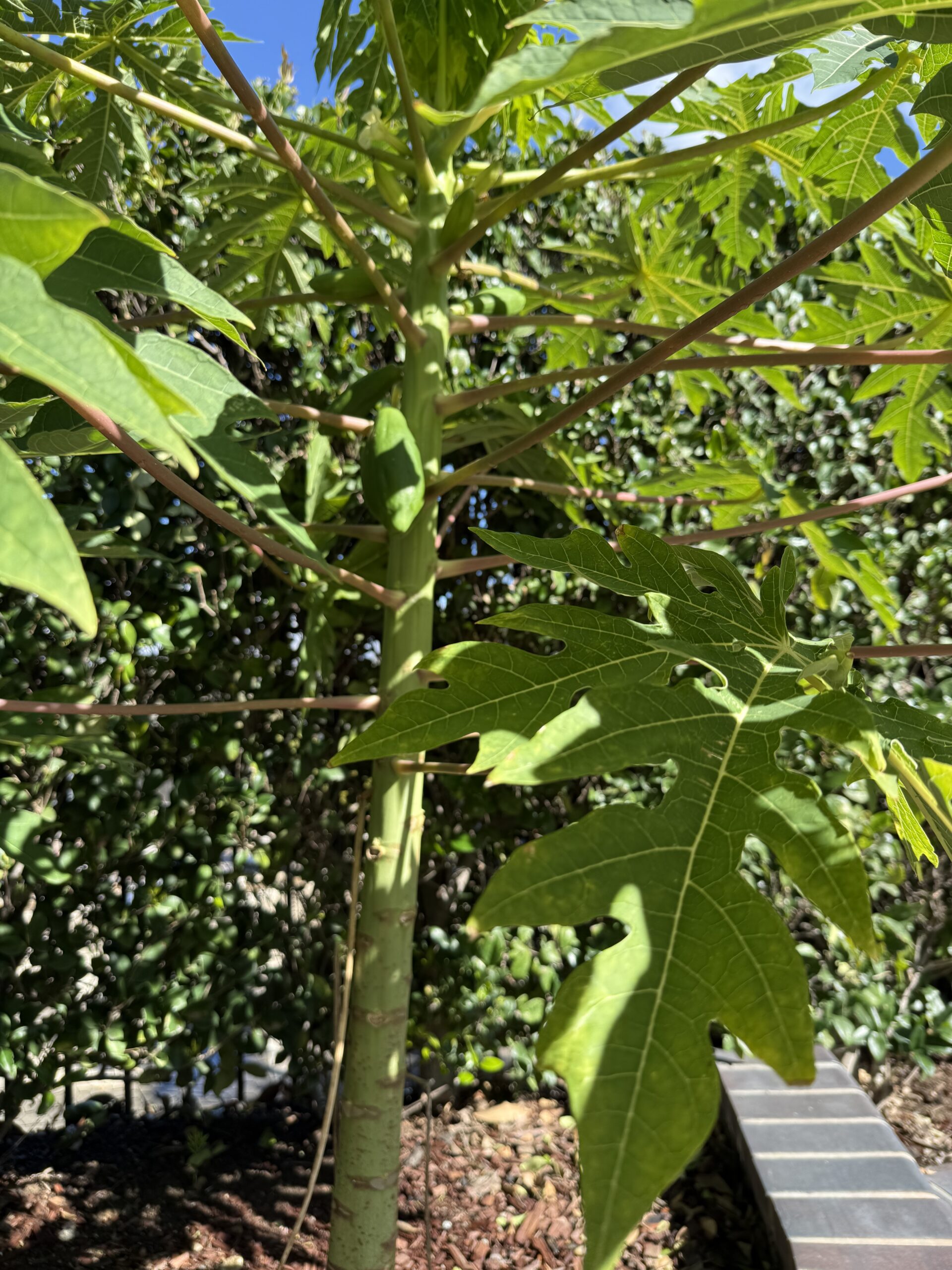 香槟木瓜