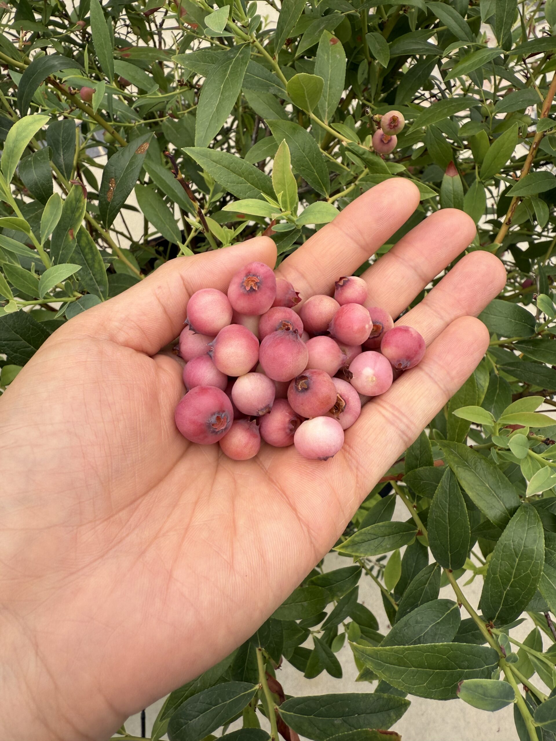 粉红柠檬水蓝莓