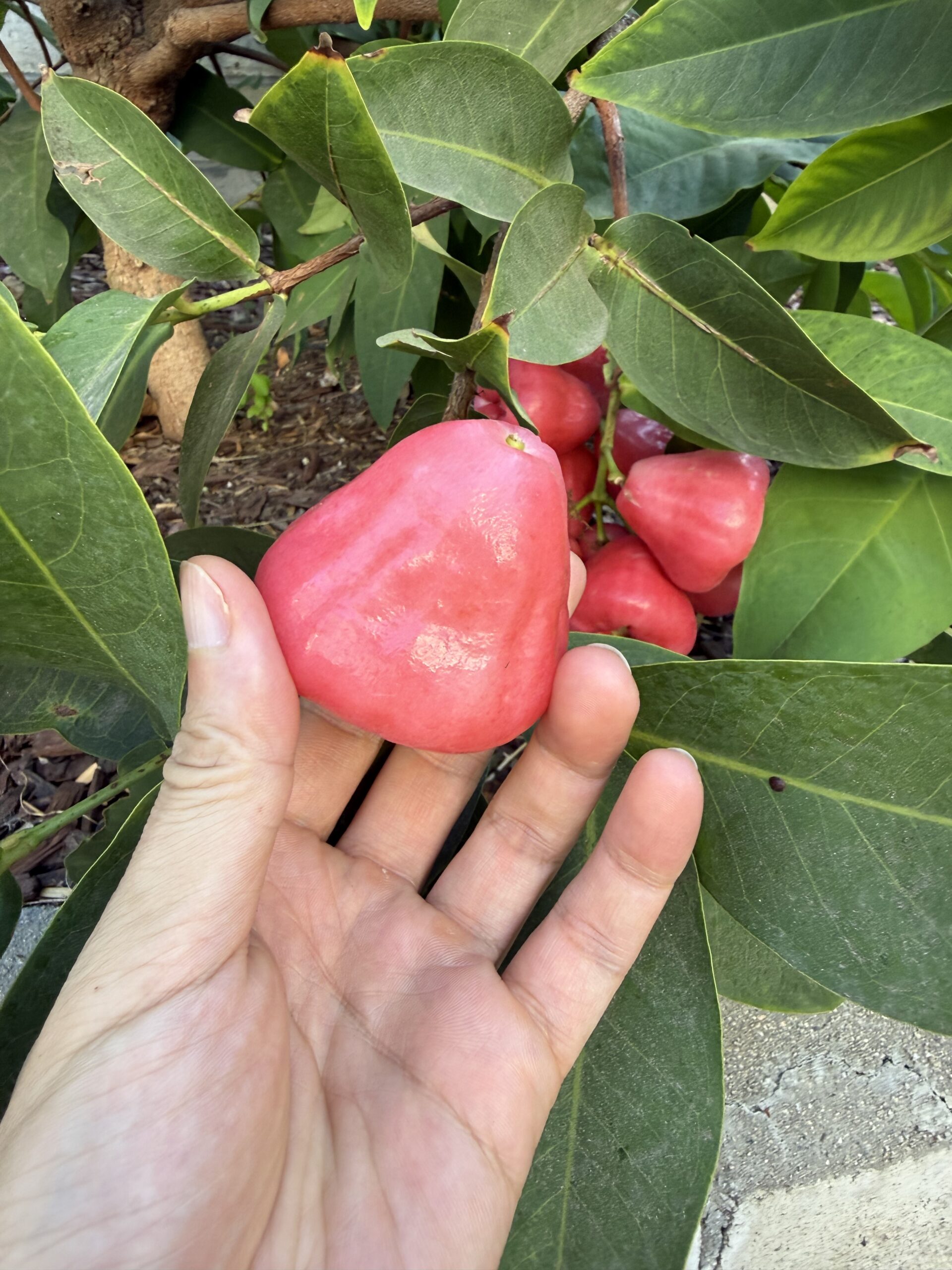 红宝石莲雾